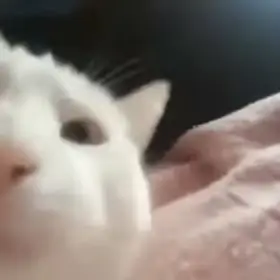 Cat Vibing