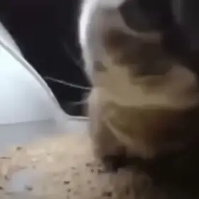 Chipi Chipi Chapa Chapa Cat