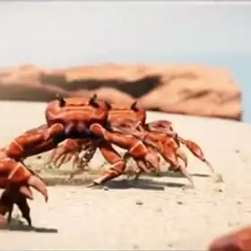 Crab Rave