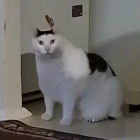 Huh Cat