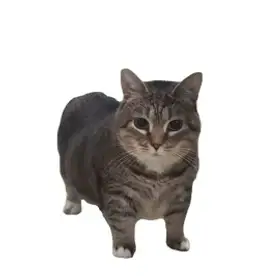 OIIA OIIA Spinning Cat