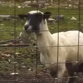 Screaming Sheep