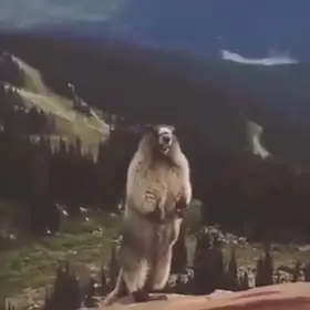 Screaming Marmot