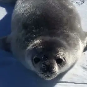 Seal Says Wa
