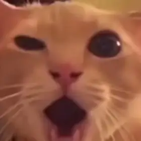 Surprised Cat