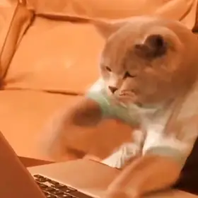 Cat Typing