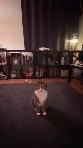 Curious cat